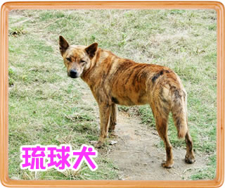 琉球犬